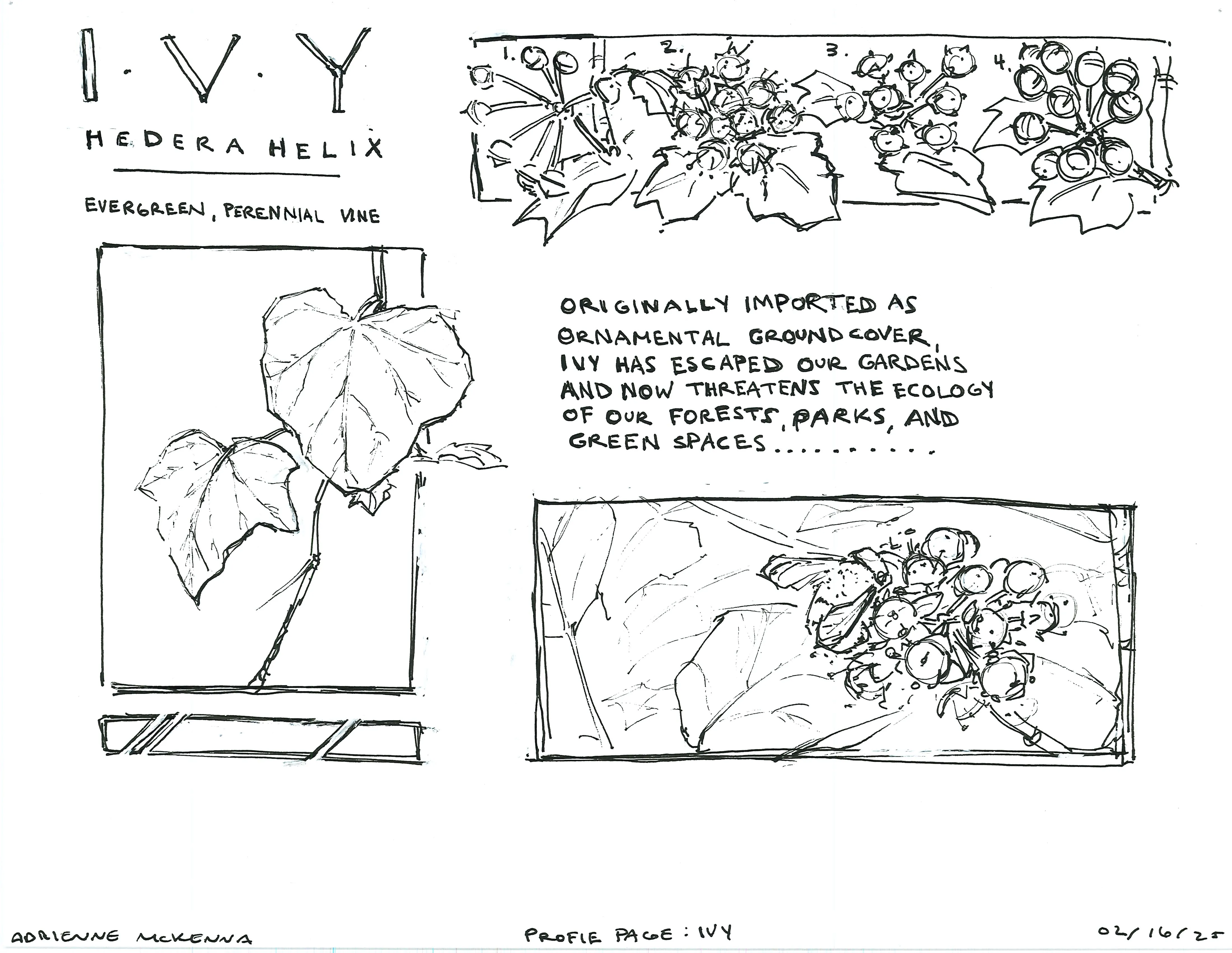 Hand-sketched artwork depicting ivy leaves and the life cycle of its berries.